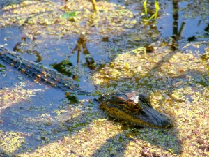 A baby alligator